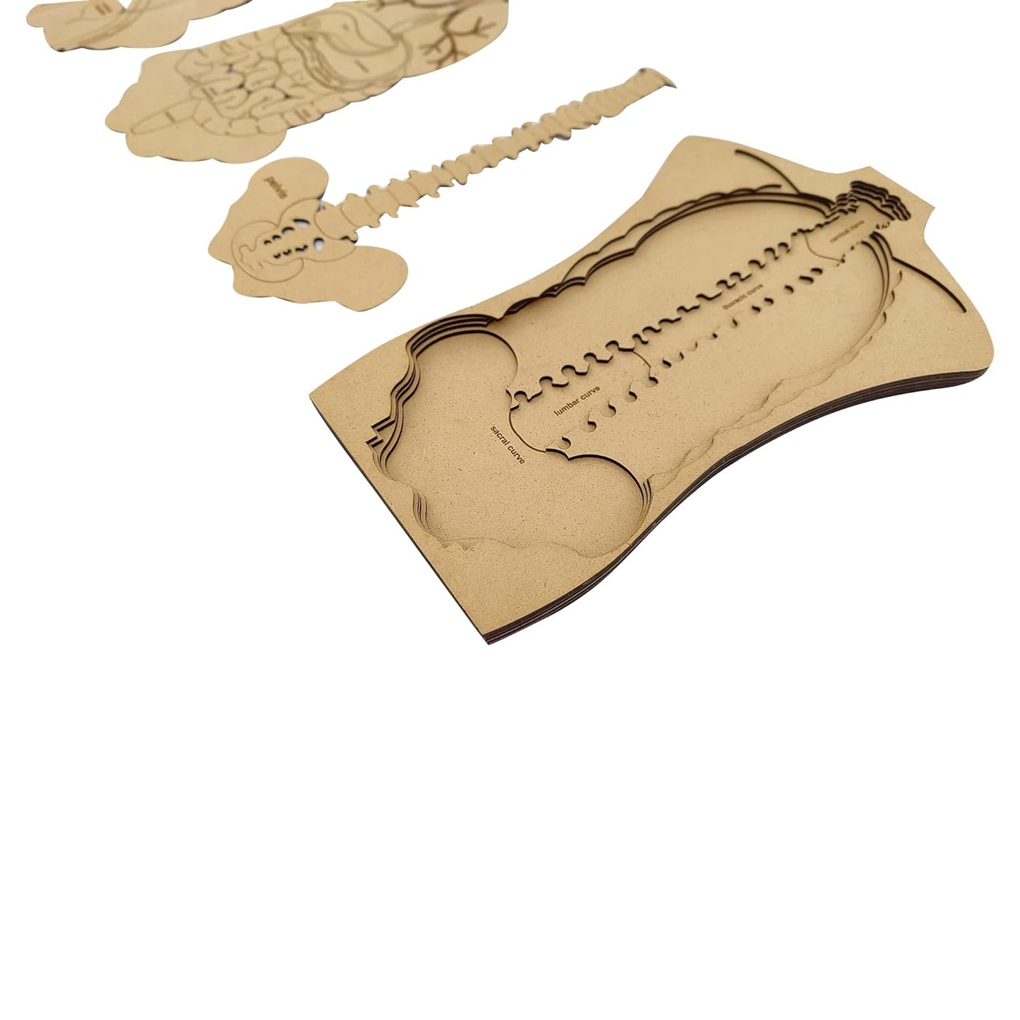 Human Anatomy Puzzle