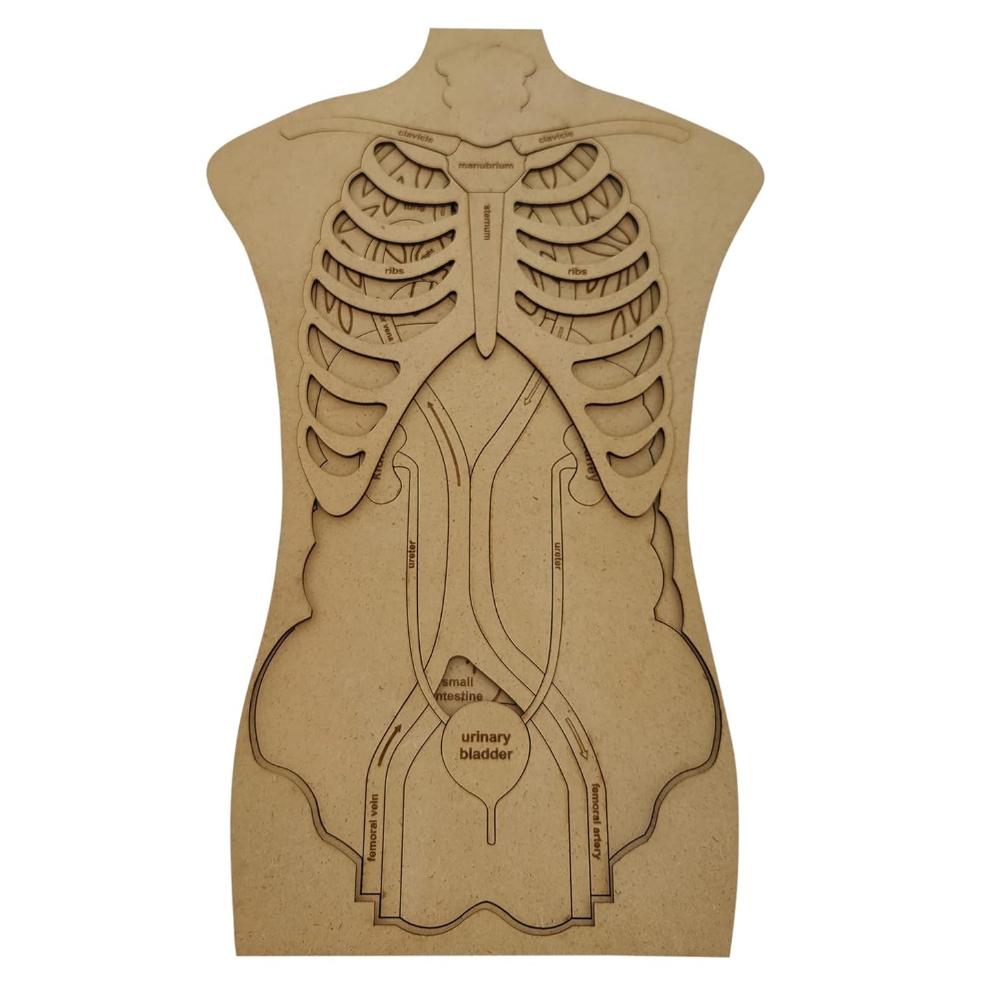 Human Anatomy Puzzle