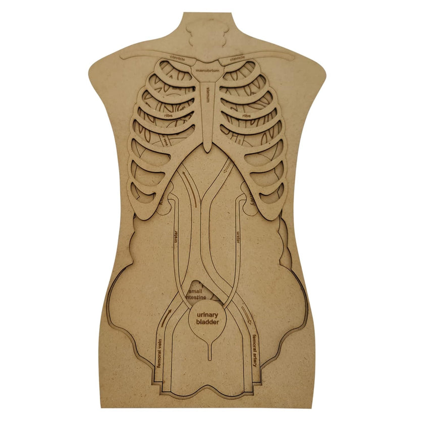 Human Anatomy Puzzle