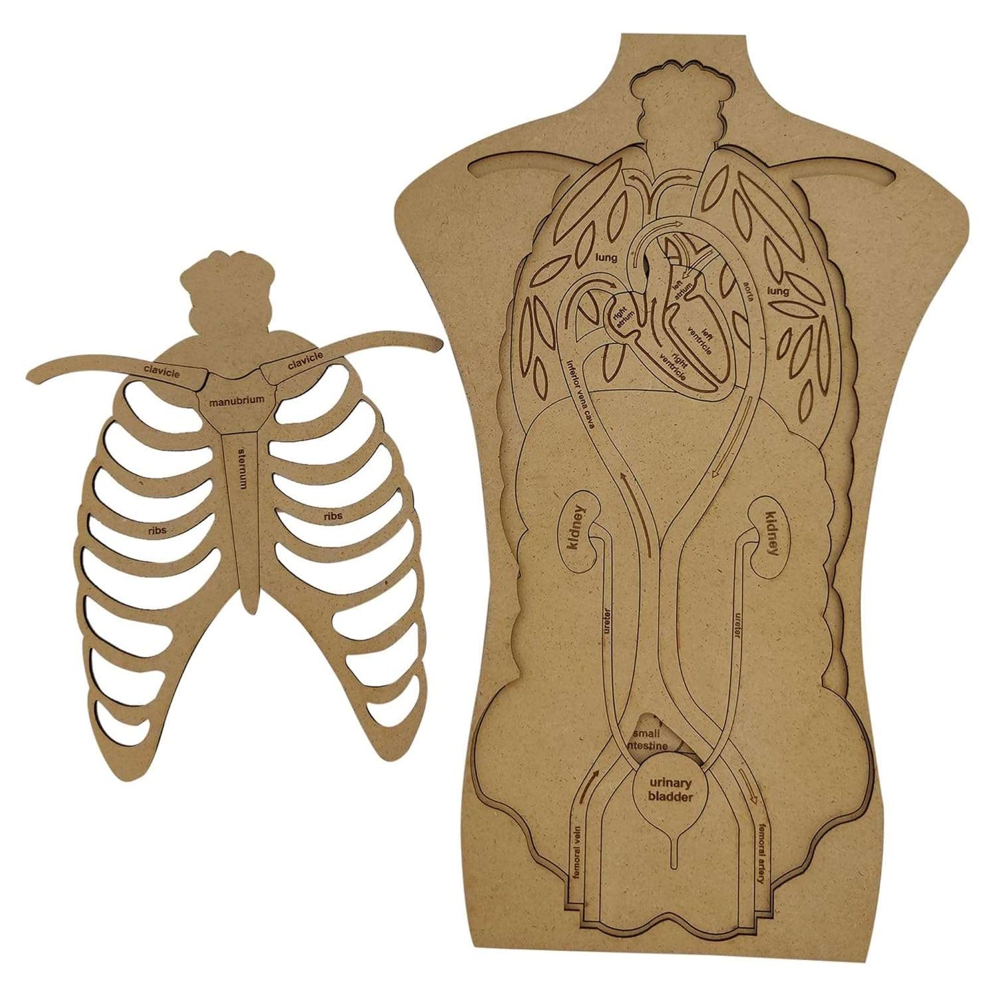 Human Anatomy Puzzle