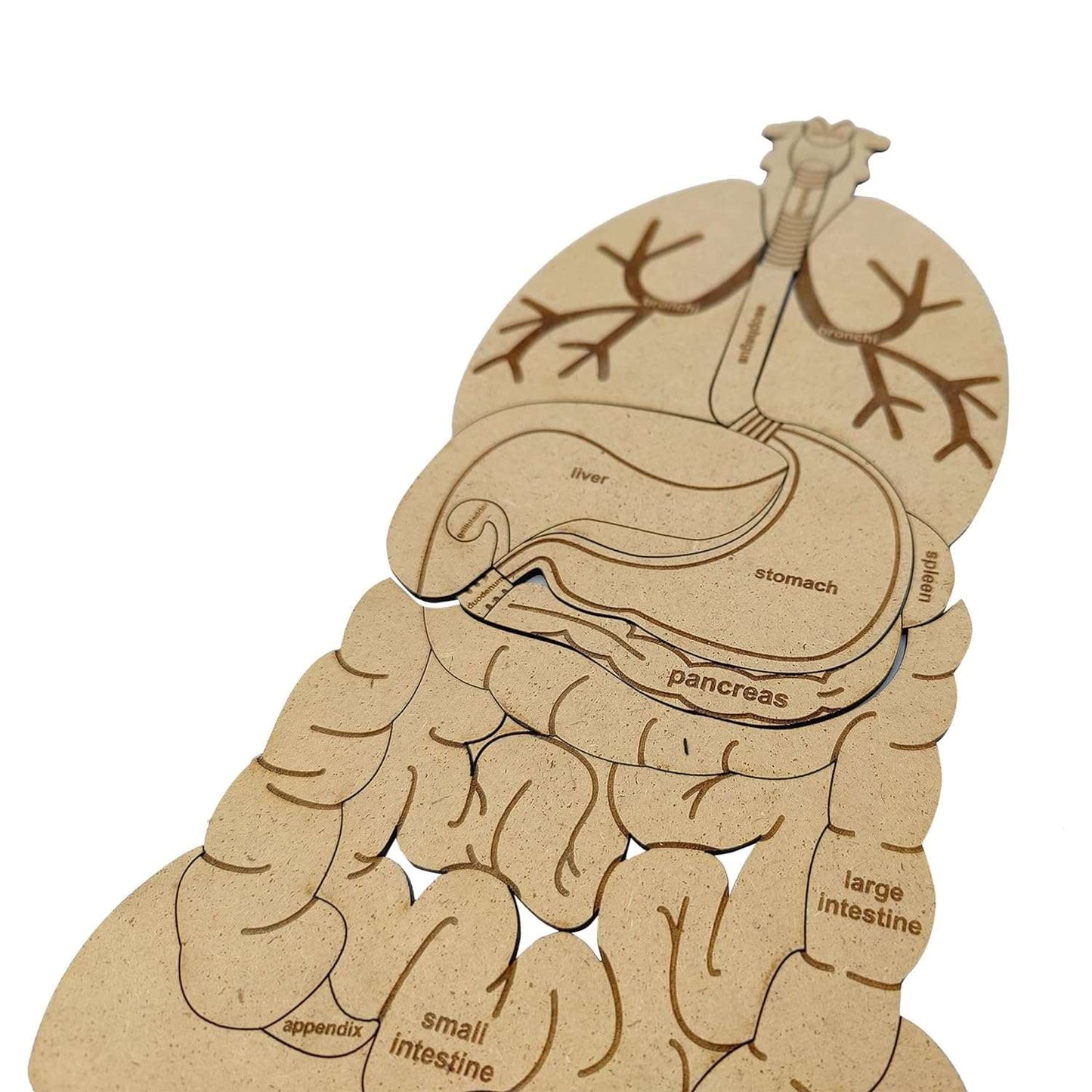 Human Anatomy Puzzle