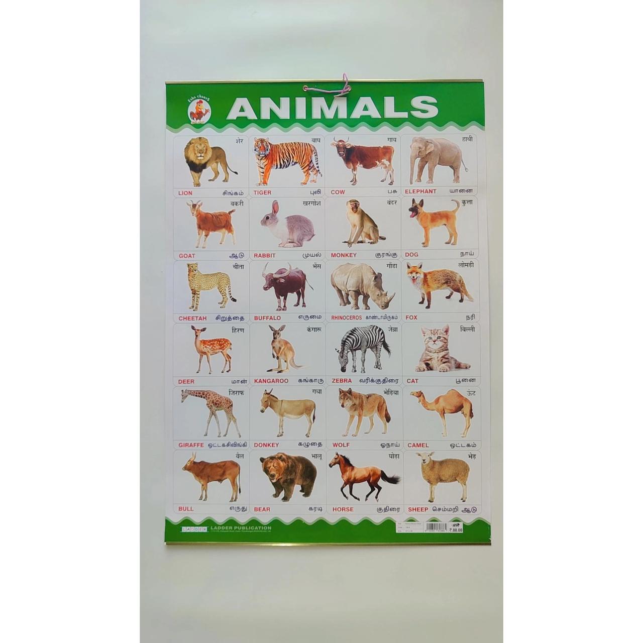 Picture Charts - Set of 10 charts