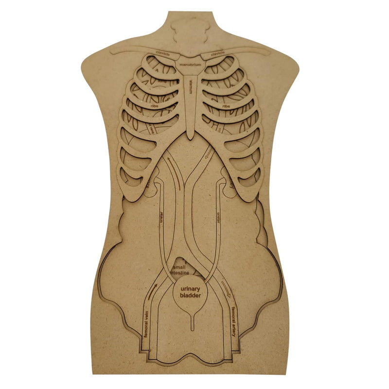 Human Anatomy Puzzle