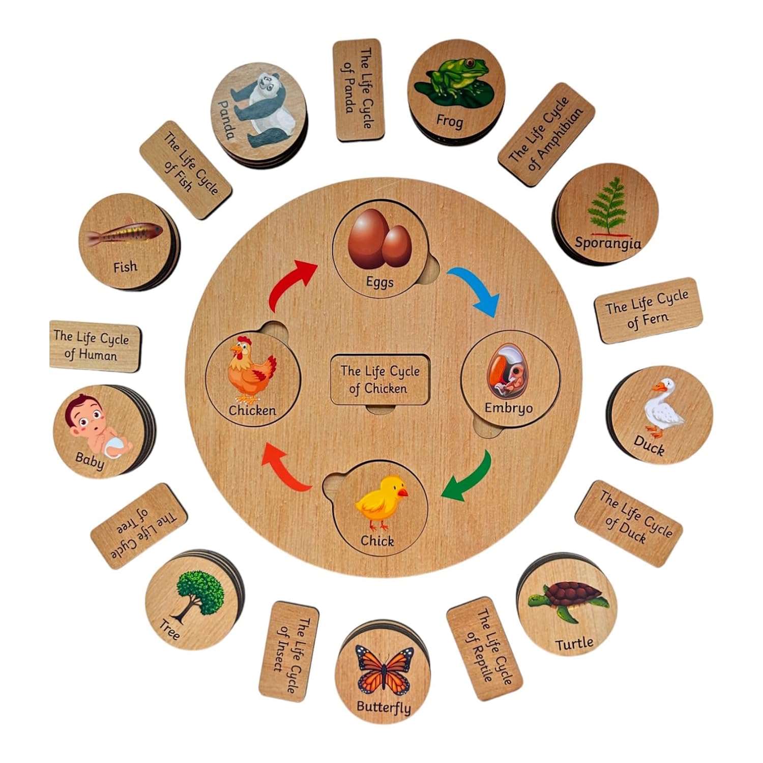 Lifecycle Puzzle