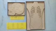 Human Anatomy & Brain Puzzle Combo