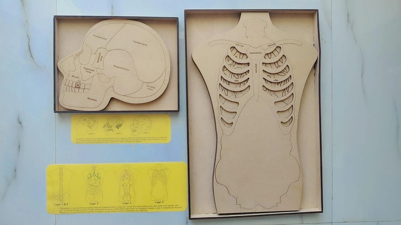 Human Anatomy & Brain Puzzle Combo